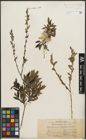 Foto von Salix purpurea L.